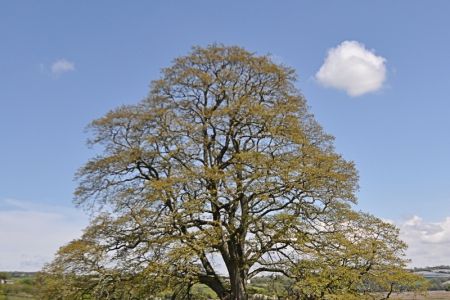 pillie castle 006a.jpg